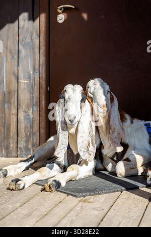 Porträt weißer nubischer Ziegen mit langen Ohren, Blick in die Kamera. Nahaufnahme des Wildtierkonzepts. Lustiges Gesicht lacht in der Sonne. Vertikales Foto Stockfoto