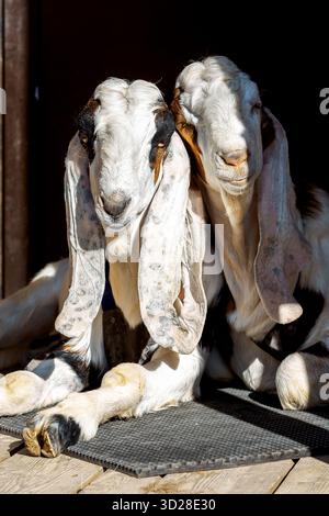 Porträt weißer nubischer Ziegen mit langen Ohren, Blick in die Kamera. Nahaufnahme des Wildtierkonzepts. Lustiges Gesicht lacht in der Sonne. Vertikales Foto Stockfoto