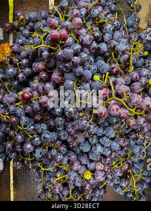 Reife schwarze Trauben mit Wassertropfen aus nächster Nähe auf den Früchten. Makro Stockfoto