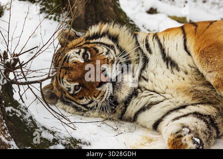 Männlicher sibirischer Tiger (Panthera tigris tigris), der im Schnee liegt Stockfoto