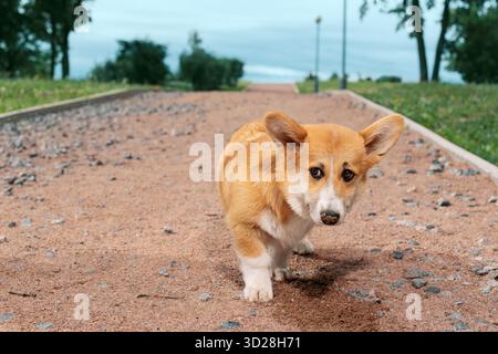 Roter Corgi mit seiner schmutzigen Nase, der auf einem Kiesweg im Park steht Stockfoto