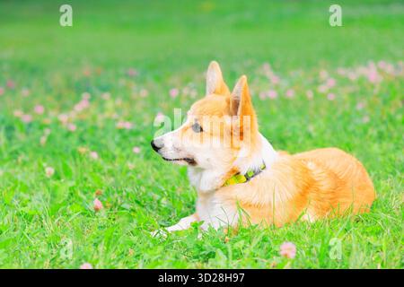 Pembroke Welsh Corgi liegt auf dem Gras, Seitenansicht Stockfoto