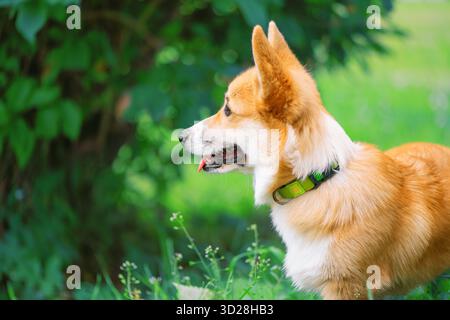 Der Hund der Rasse Pembroke Welsh Corgi steht mit seiner Zunge vor dem Hintergrund von Baumästen, Nahporträt Stockfoto