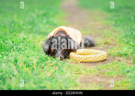 Kleiner Hund mit dem Kopf nach unten liegt neben einem gelben Ziehspielzeug auf dem Weg im Park Stockfoto