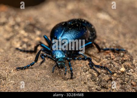 Violetter Ölkäfer - Meloe violaceus, schöner giftiger Blasenkäfer aus europäischen Wiesen und Grasland, Zlin, Tschechien. Stockfoto