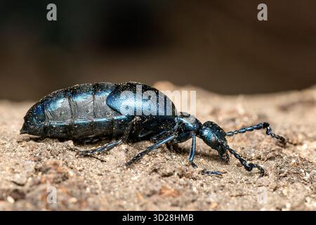 Violetter Ölkäfer - Meloe violaceus, schöner giftiger Blasenkäfer aus europäischen Wiesen und Grasland, Zlin, Tschechien. Stockfoto