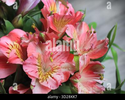 Ein paar schöne rosa Alstroemeria Blumen aus der Nähe Stockfoto