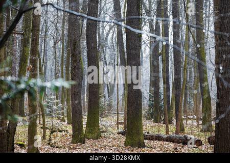 Blick auf einen Winterwald ohne Blätter im Regen Stockfoto