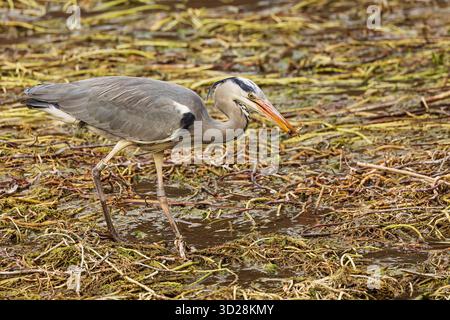 Der schöne graue Reiher (Ardea cinerea) hat einen Fisch gefangen Stockfoto