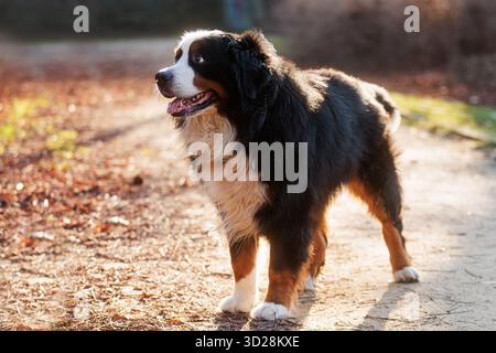 Berner Sennenhund steht auf der Straße im Gegenlicht Stockfoto