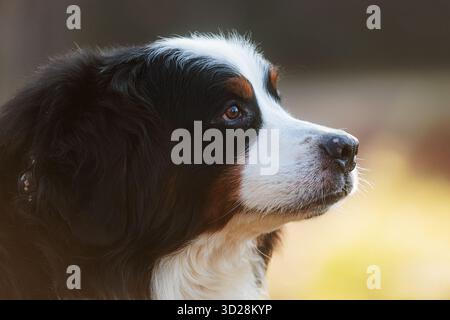 Berner Sennenhund schönes Nahporträt Stockfoto
