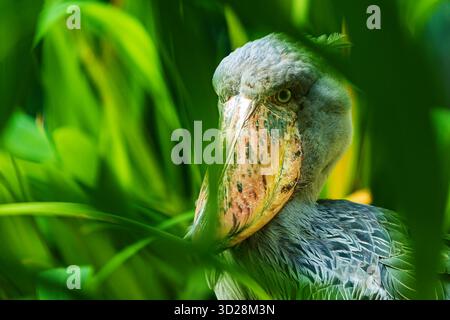 Schuhpanzer (Balaeniceps rex), Nahporträt im Dschungel im Regen Stockfoto