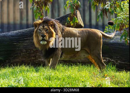 Asiatischer Löwe (Panthera leo leo) blickt direkt in die Linse Stockfoto