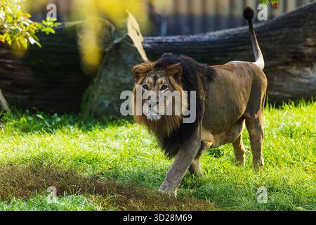 Asiatischer Löwe (Panthera leo leo) es ist ein wirklich großes majestätisches Tier Stockfoto