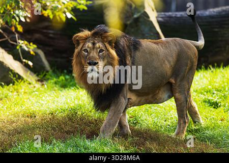 Asiatischer Löwe (Panthera leo leo) blickt direkt in die Linse Stockfoto