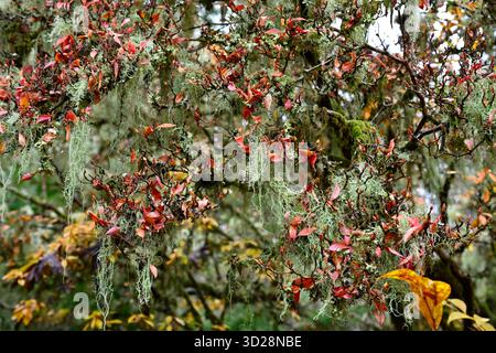 Usnea subfloridana, oder Bartflechte und Moos des alten Mannes, die auf einem Baum mit rotem Herbstlaub wachsen. Schottland September Stockfoto