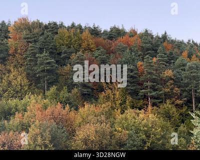 Herbstwald mit gemischten Nadel- und Laubbäumen, farbenfrohem Laub und Blick auf die ferne Landschaft. Stockfoto