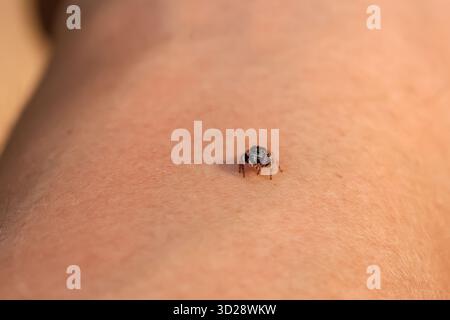 Nahaufnahme einer kleinen, runden Spinne mit einem liebevollen Gesicht auf dem Arm. Sehen Sie warm aus. Eine süße kleine Spinne, die du dich vielleicht in dieses l verlieben könntest Stockfoto
