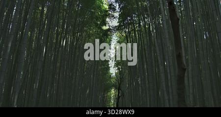 Hoch aufragende Bambusstiele schaffen ein friedliches, grünes Heiligtum, in das man eingetaucht ist. Stockfoto