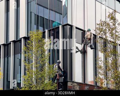 Posen, Polen - 10. Oktober 2025: Fachleute hängen an Seilen, die reflektierende Glasplatten einer modernen Hochhausfassade waschen Stockfoto