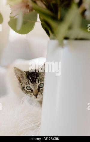 Tabby-Kätzchen, die hinter der weißen Vase gucken Stockfoto