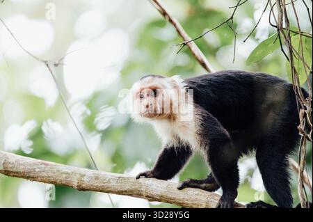 Senior-Kapuziner mit weißem Gesicht, Cahuita-Nationalpark, Costa Rica Stockfoto