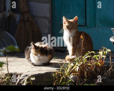 Zwei Katzen, die sich auf einer rustikalen Veranda sonnen Stockfoto