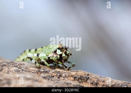 Der selektive Fokus Trachyzulpha Katydid ist ein atemberaubender grüner Heuschrecken mit einem gesprenkelten Muster, das an militärische Tarnung erinnert. Sieht wunderschön und unus aus Stockfoto