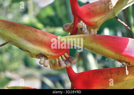 Helikonia Blume aus nächster Nähe in einem tropischen Garten. Die leuchtenden Deckblätter und spitzen Blütenblätter sind scharf auf das dunkelgrüne Laub abgestimmt Stockfoto