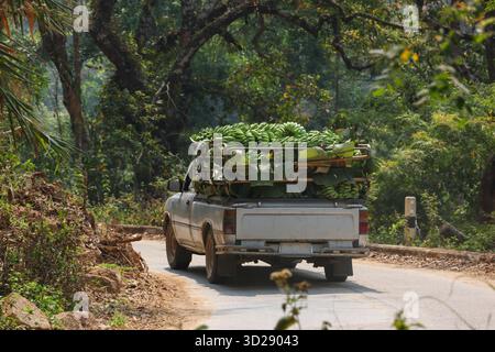 Jede Menge frische Bananen füllen den hinteren Teil des Pickup-Trucks. Fahren Sie durch eine Landstraße im Wald, um auf dem Obstmarkt in der Stadt zu verkaufen Stockfoto