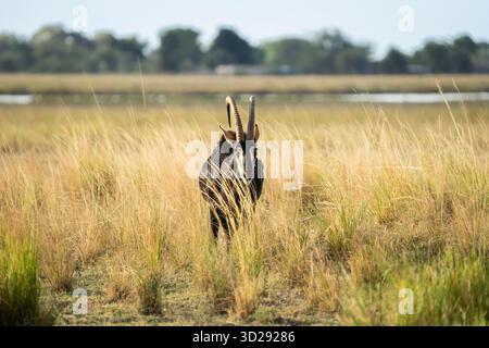 Sable Antilope (Hippotragus niger), Porträt des Tieres in voller Größe. Chobe Nationalpark, Botswana, Afrika Stockfoto