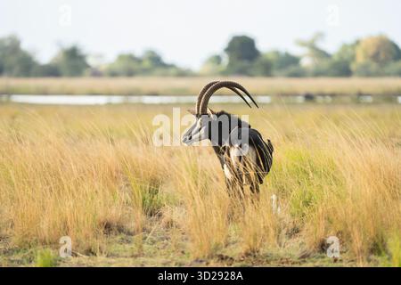 Sable Antilope (Hippotragus niger), Porträt des Tieres in voller Größe. Chobe Nationalpark, Botswana, Afrika Stockfoto