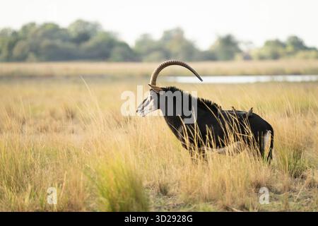 Sable Antilope (Hippotragus niger), Porträt des Tieres in voller Größe. Chobe Nationalpark, Botswana, Afrika Stockfoto