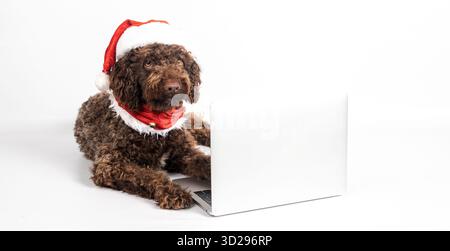 Pelzhund verkleidet als weihnachtsmann, der an weihnachten an einem Computer arbeitet Stockfoto