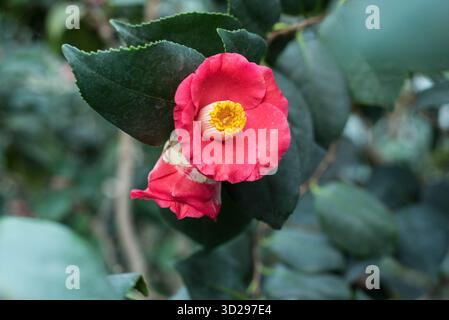 Blühende rosa Azaleen im Garten. Nahaufnahme einer rosafarbenen Azalea-Knospe mit gelbem Kern. Stockfoto