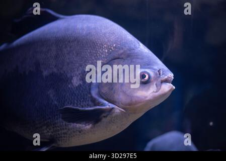 Colossoma macropomum ist eine Art von Süßwasser-Rochenflossen-Fischen aus der Unterfamilie Serrasalminae, der Familie Characidae, der einzigen Art der Gattung Colossoma. Stockfoto