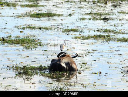 Asiatischer Wasserbüffel, der sich in einem See suhlt, mit einem afrikanischen Graureiher auf dem Rücken. Yala-Nationalpark, Sri Lanka Stockfoto