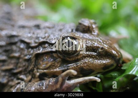 Nahaufnahme eines Froschauges. Ein Frosch auf Moos in der Regenzeit. Makrofotografie der schönen Natur. Stockfoto