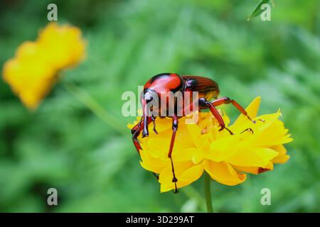 Roter und schwarzer Bambus Weevil auf gelber Blume, grüner Hintergrund Stockfoto