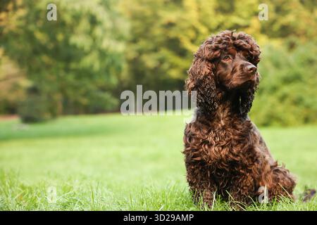 Wunderschöner irischer Wasserspaniel-Hund im Park. Leerzeichen für Text Stockfoto
