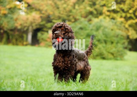 Wunderschöner irischer Wasserspaniel-Hund im Park Stockfoto