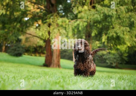 Wunderschöner irischer Wasserspaniel-Hund im Park. Leerzeichen für Text Stockfoto