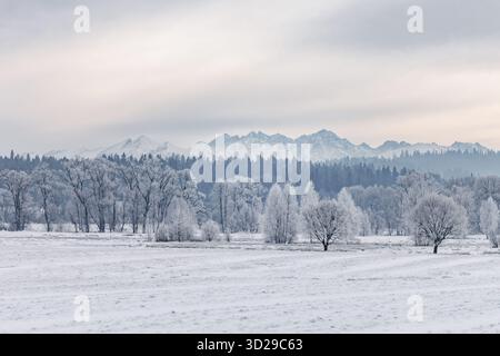 Frostige Bäume in einem verschneiten Feld mit Wald und fernen Berggipfeln unter bewölktem Winterhimmel. Stockfoto