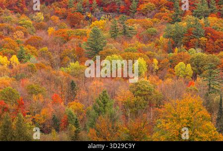 Ein wunderschöner Herbsttag mit wechselnden Blättern rund um Western Quebec, Kanada Stockfoto
