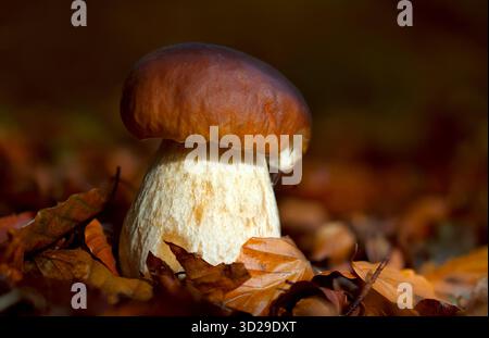 Fruchtkörper Eines Penny Bun, Cep, Porcini, Boletus edulis, Pilz, der auf dem Waldboden zwischen Blättern in Einem Wald wächst, New Forest UK Stockfoto