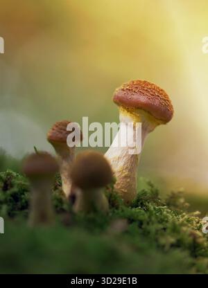 Junge Fruchtkörper Eines bauchigen Honigpilzes, Armillaria Gallica, wächst AUF Moos auf dem Waldboden in Einem Wald, New Forest UK Stockfoto
