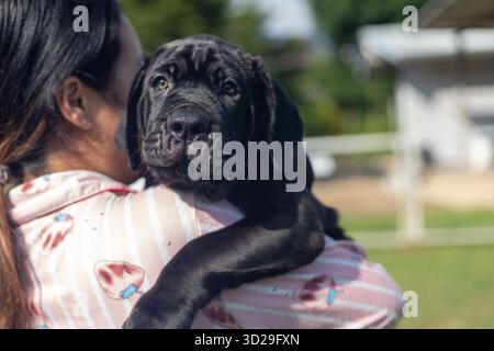 Selektiver Fokus niedliche kleine schwarze Welpen Bandogs Welpen Neapolitan Mastiff in perfekter Form gehalten mit Liebe große gemischte Rasse Hund aber niedliche Pers Stockfoto