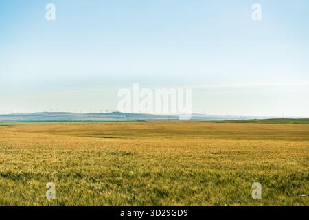 Goldenes Weizenfeld erstreckt sich bis zum Horizont unter einem weiten, klaren blauen Himmel. Pincher Creek, ab Stockfoto