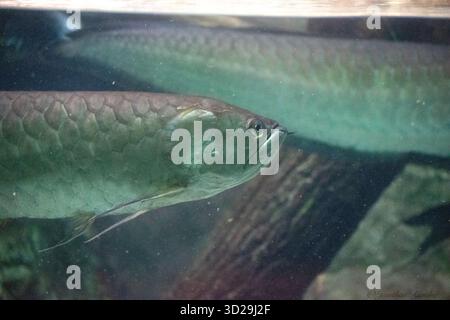 Arowana (Osteoglossum bicirrhosum), ein südamerikanischer Süßwasserfisch. Stockfoto