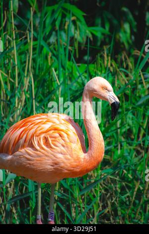 Chilenischer Flamingo (Phoenicopterus chilensis), ein ikonischer rosa Vogel aus Südamerika. Stockfoto